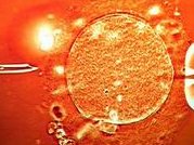 三代试管女性染色体平衡易位4个囊胚能筛出几个可移植？